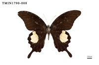 藏品(外國蝴蝶)的圖片